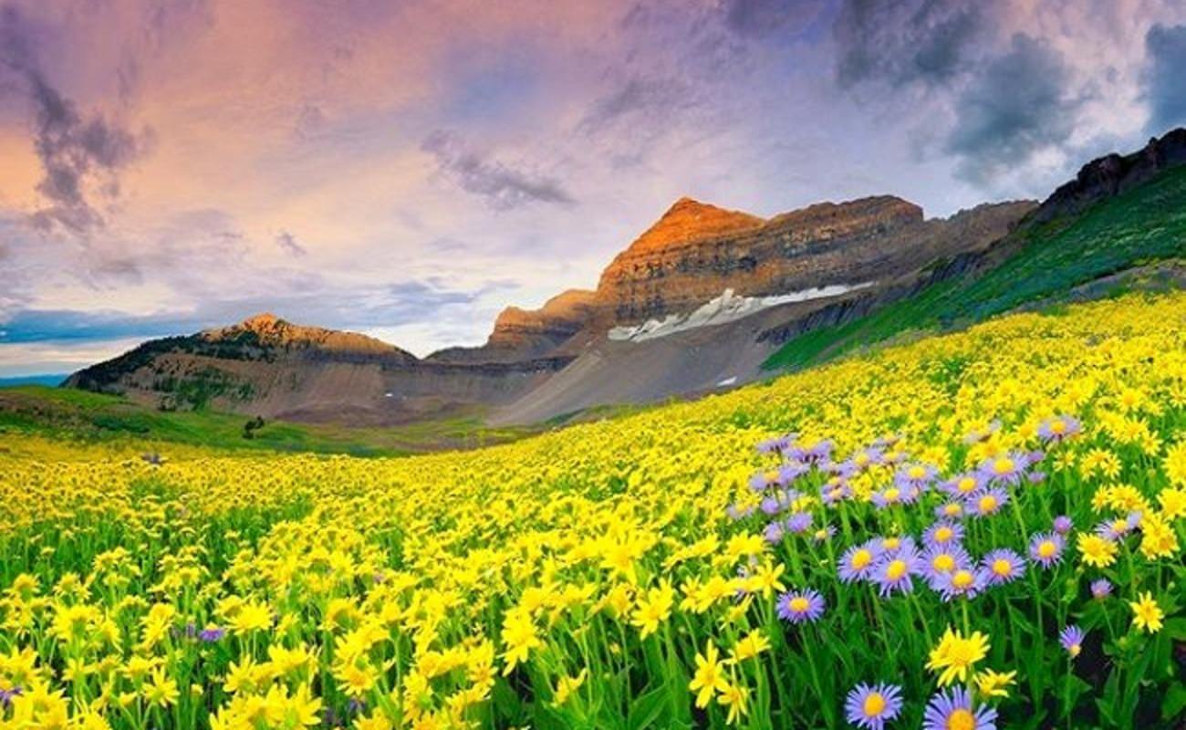 Valley of Flower, Maharastra